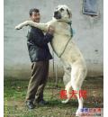 /photo////412442/gf0815/大狗_1_5_small.jpg