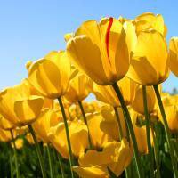 /photo////555913/我们夫妻的/tulips_2_10_small.jpg