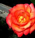 /photo////555942/logo/10200001-a_1_3_small.jpg