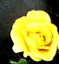 /photo////555942/logo/10200004-a_1_5_small.jpg