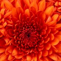 /photo////559020/222/chrysanthemum_副本_1_15_small.jpg