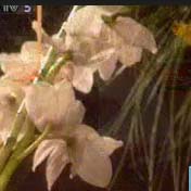 /video/1/shipin/017_small.jpg