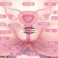 /photo/892373/女性阴部构造详解图/g7prwl3iaa8e9386c1ebb6545c14347565c69faa_1_7_small.jpg